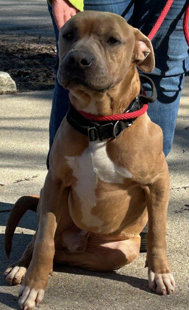 Enlarge Norman #313, a Adoptable mixed breed in New Lexington, OH image 1/1