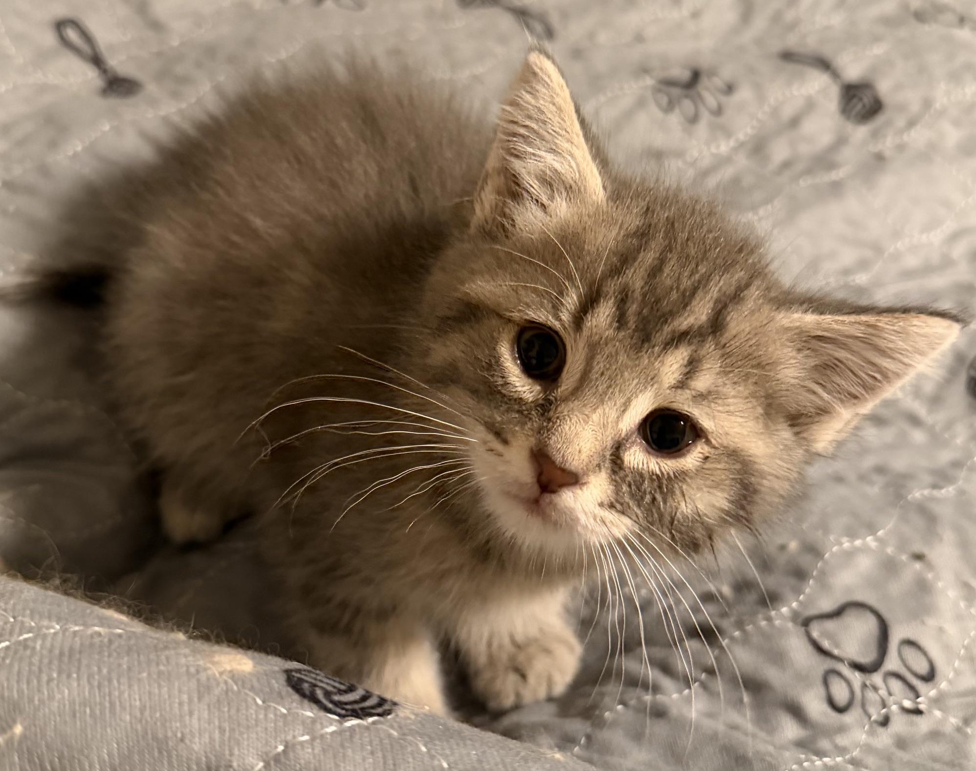 Miracle Max, a ADOPTABLE Domestic Short Hair in Ottawa, ON image 5/6