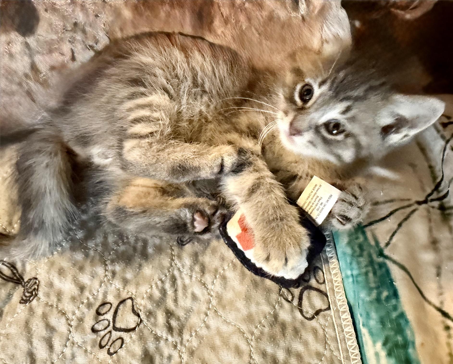 Miracle Max, a ADOPTABLE Domestic Short Hair in Ottawa, ON image 4/6