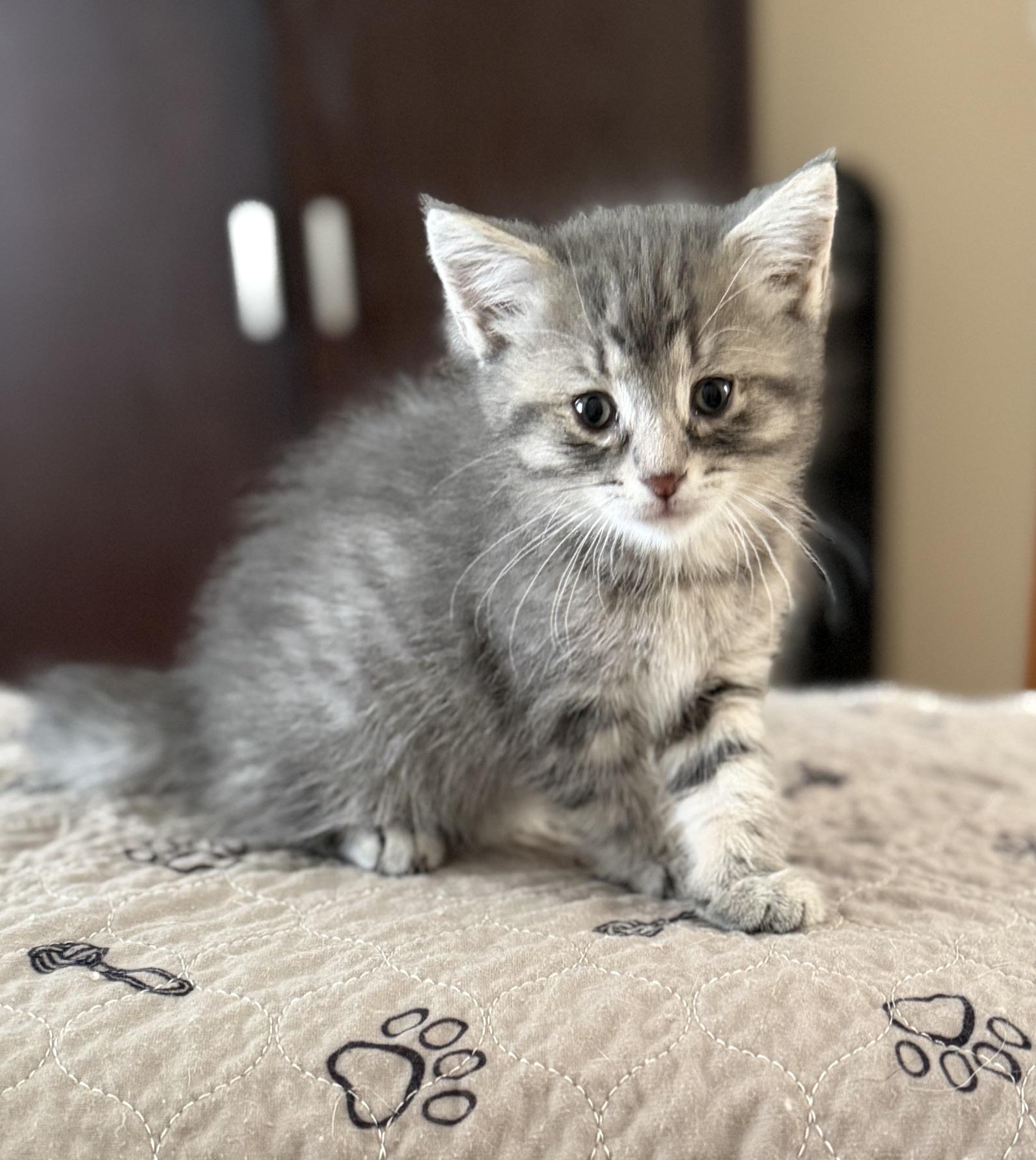 Miracle Max, ADOPTABLE, Kitten Male Domestic Short Hair.