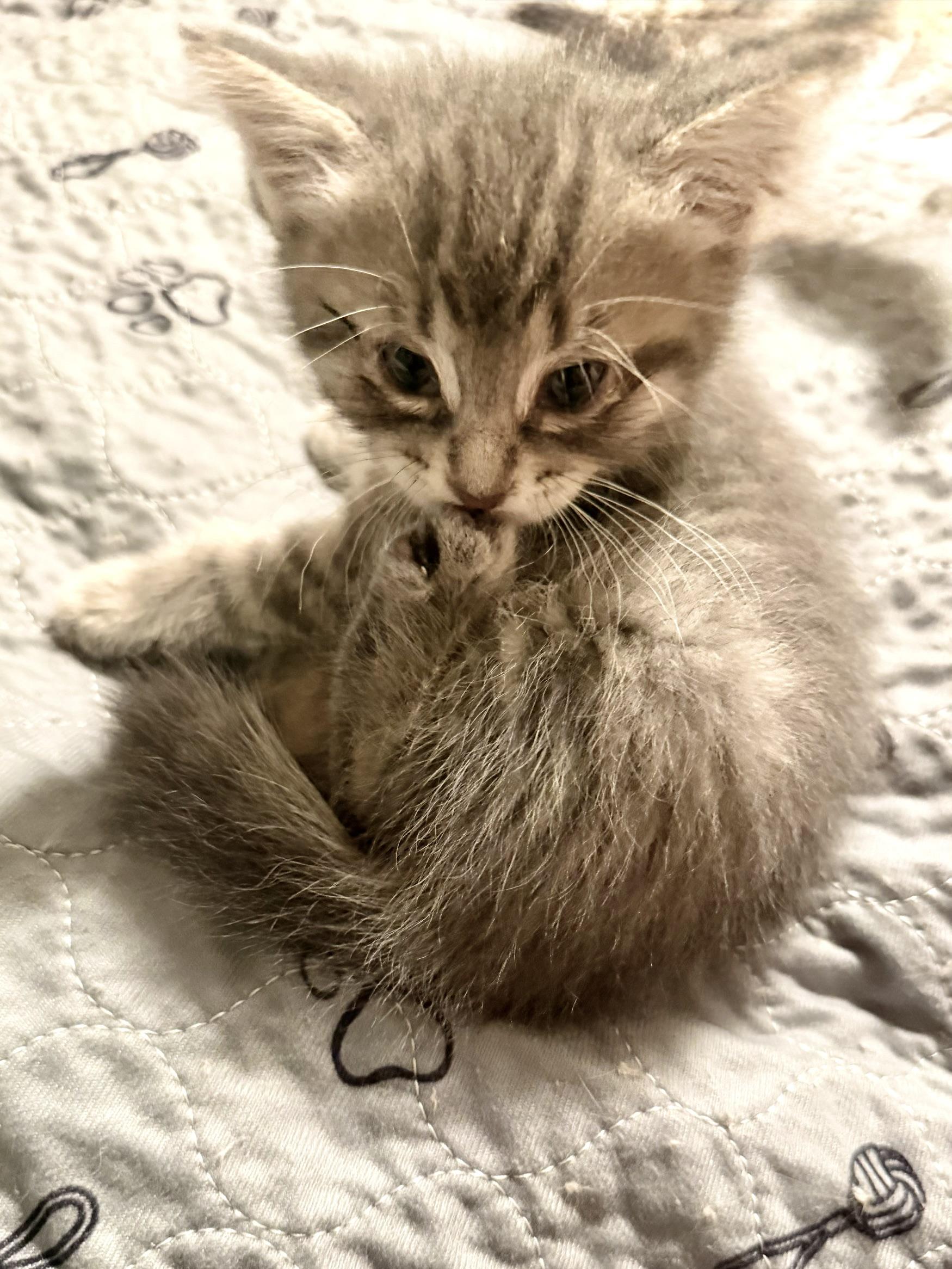 Miracle Max, a ADOPTABLE Domestic Short Hair in Ottawa, ON image 6/6