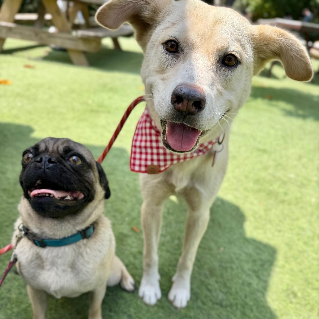 Cauliflower, a Adoptable mixed breed in Los Angeles, CA image 1/4