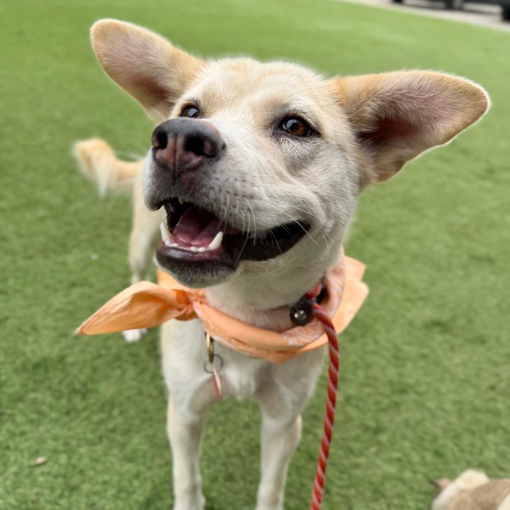 Cauliflower, Adoptable, Adult Female Labrador Retriever & Cardigan Welsh Corgi.