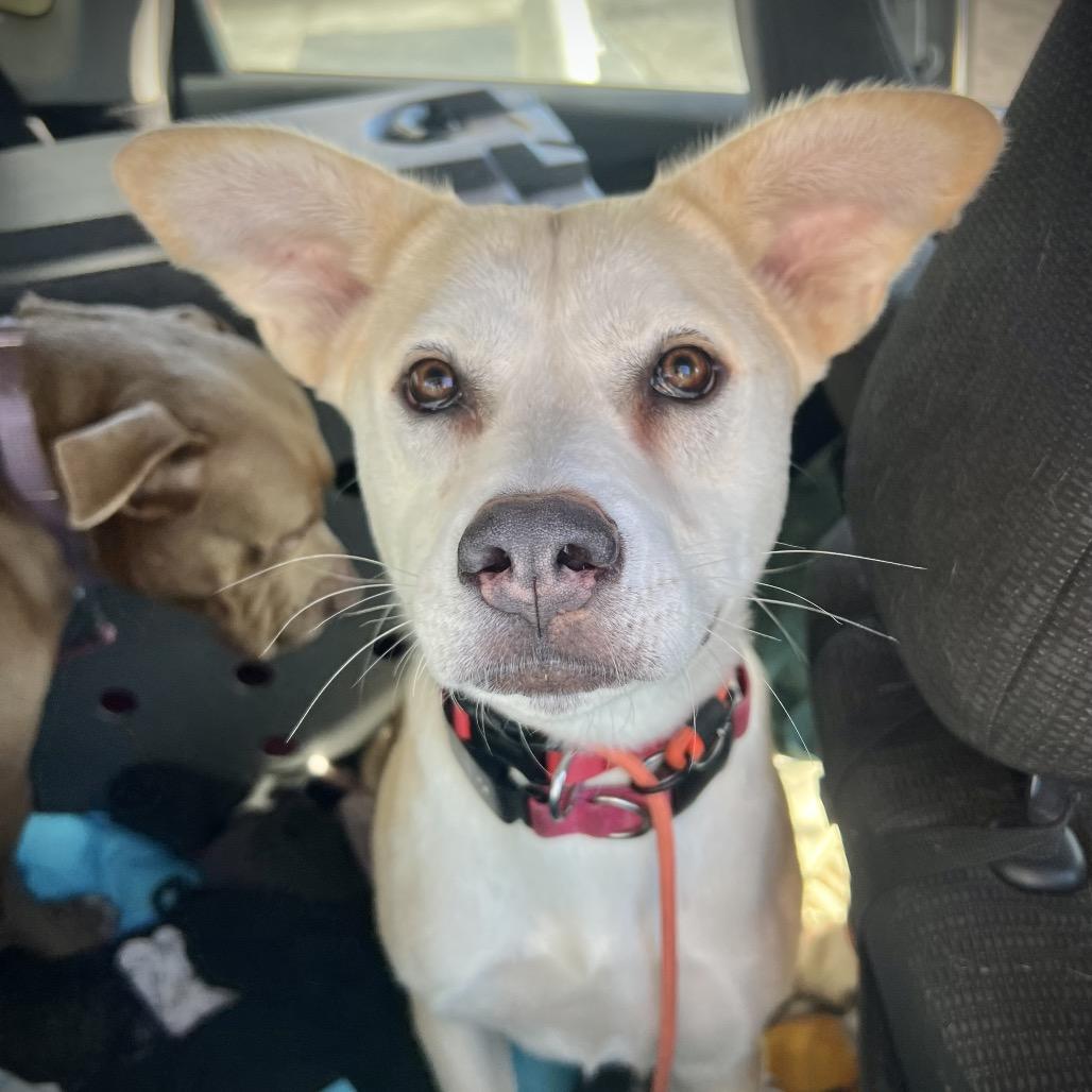 Enlarge Cauliflower, a Adoptable mixed breed in Los Angeles, CA image 1/5