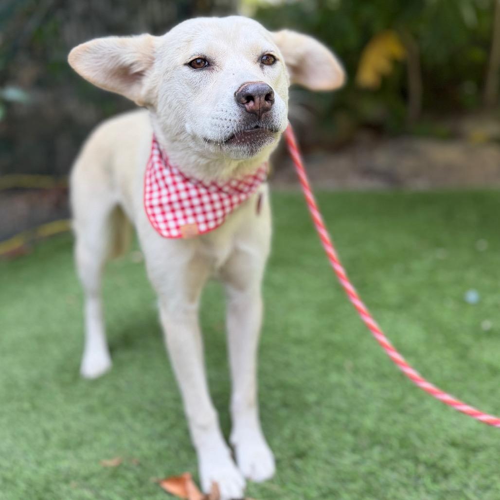 Cauliflower, a Adoptable mixed breed in Los Angeles, CA image 2/4