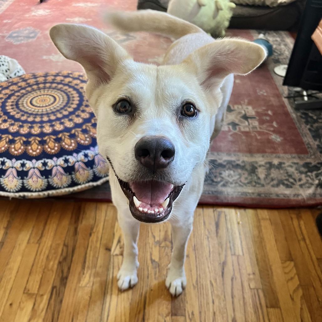 Enlarge Cauliflower, a Adoptable mixed breed in Los Angeles, CA image 3/5