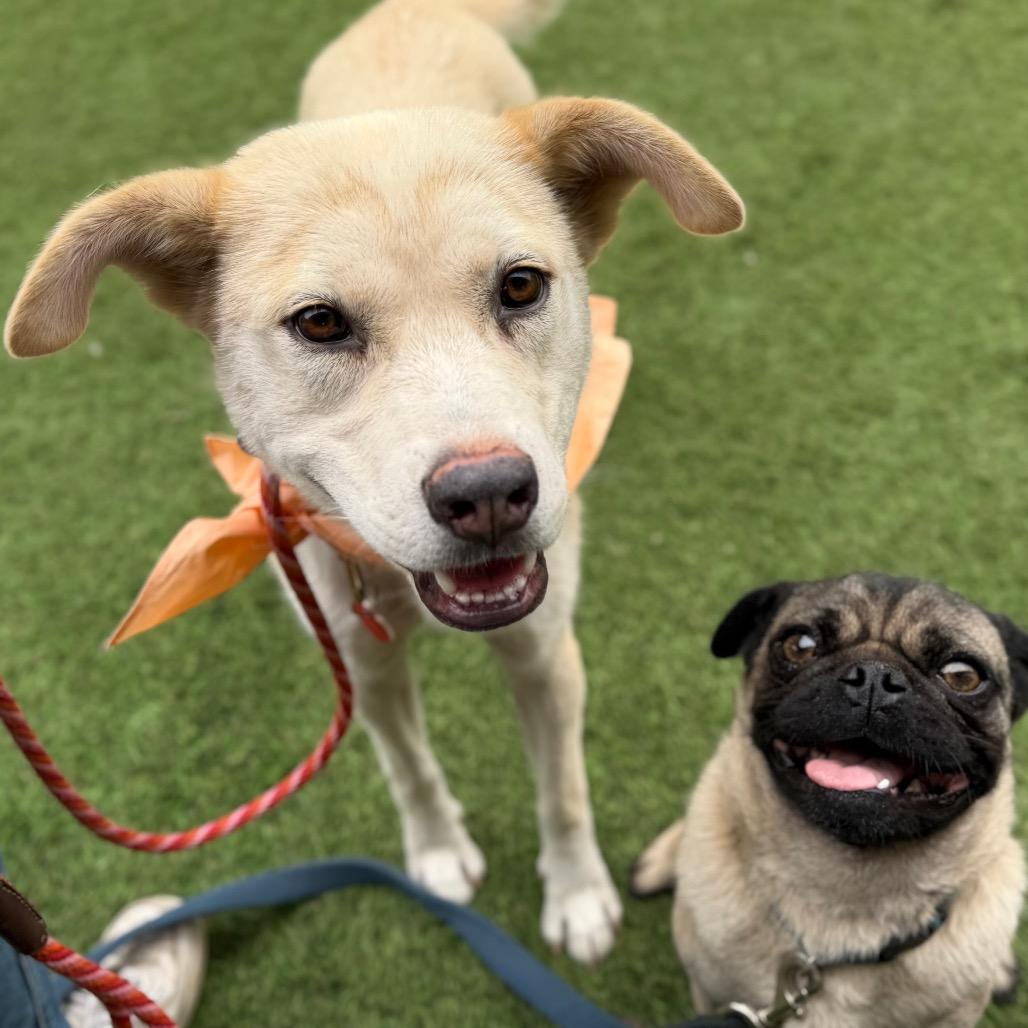 Cauliflower, a Adoptable mixed breed in Los Angeles, CA image 3/6
