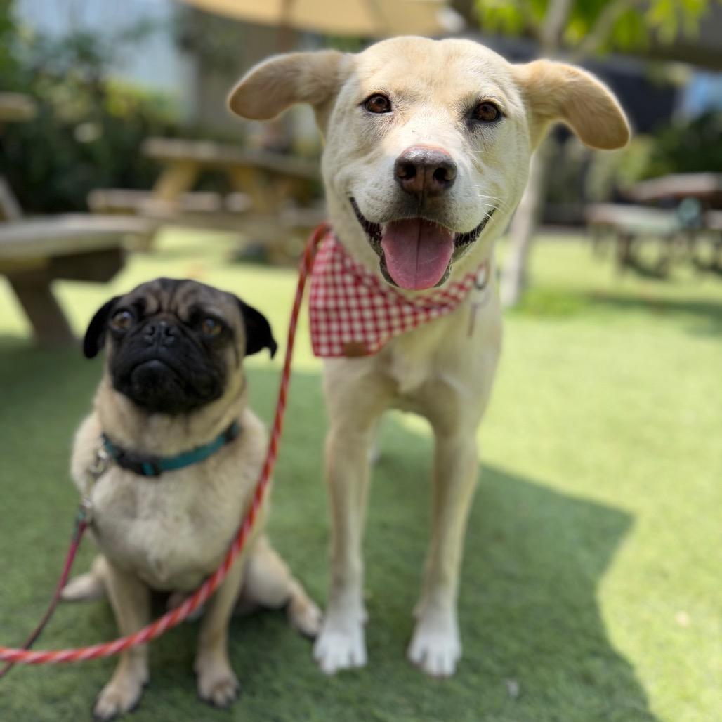 Cauliflower, a Adoptable mixed breed in Los Angeles, CA image 3/4