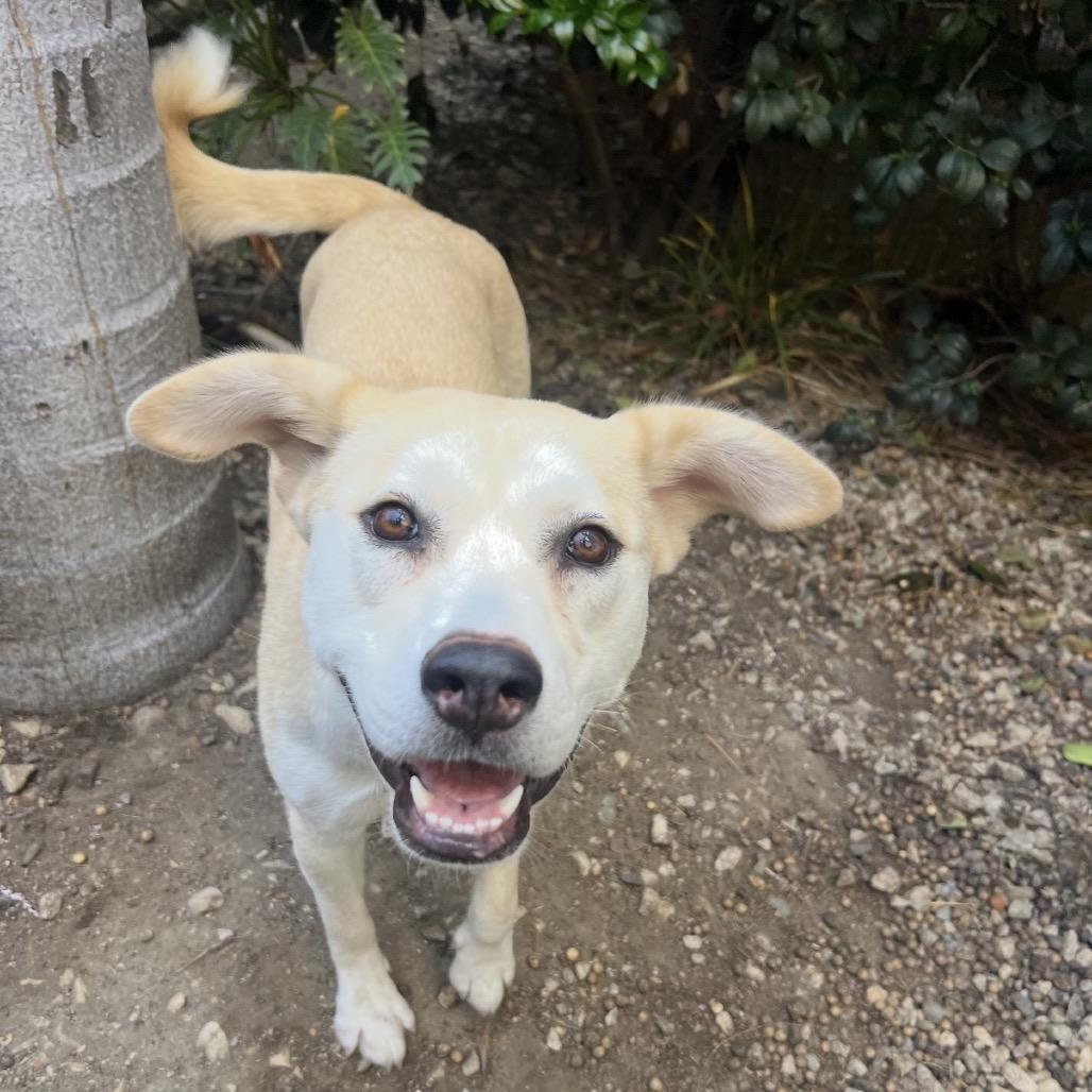 Enlarge Cauliflower, a Adoptable mixed breed in Los Angeles, CA image 4/5
