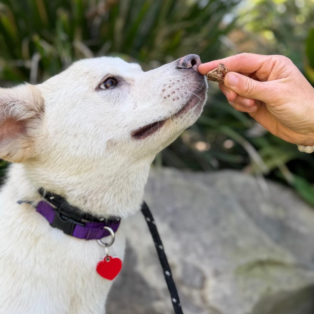 Cauliflower, Adoptable, Young Female Schipperke & Australian Cattle Dog / Blue Heeler.