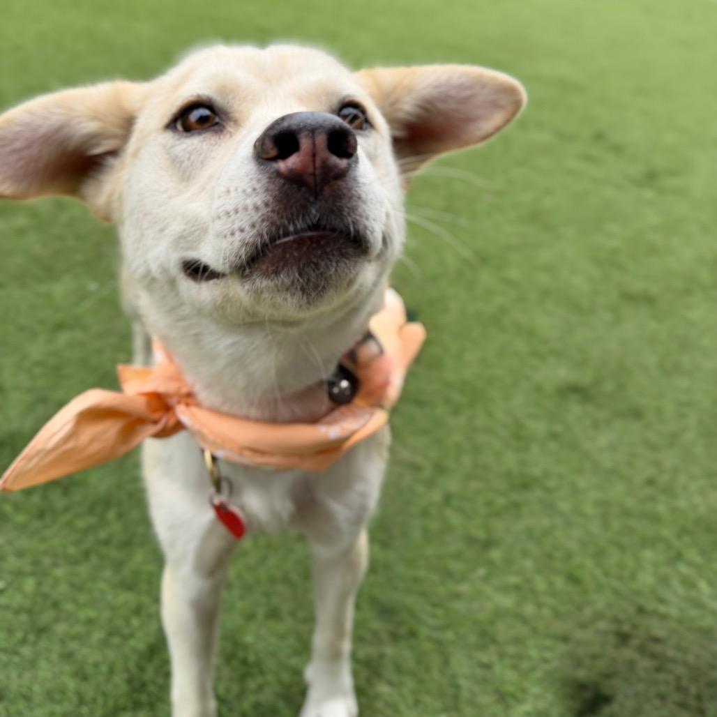 Cauliflower, a Adoptable mixed breed in Los Angeles, CA image 5/6