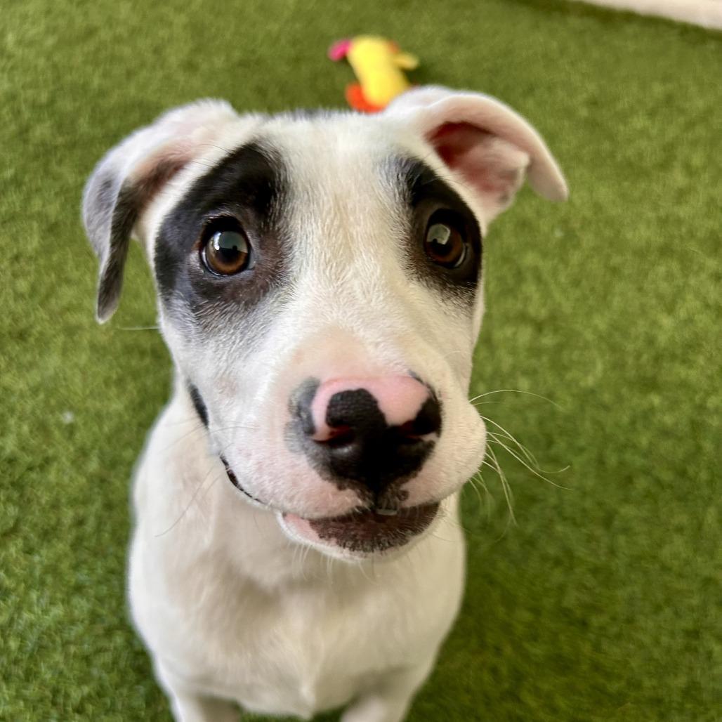 Django, Adoptable, Puppy Male Mixed Breed.