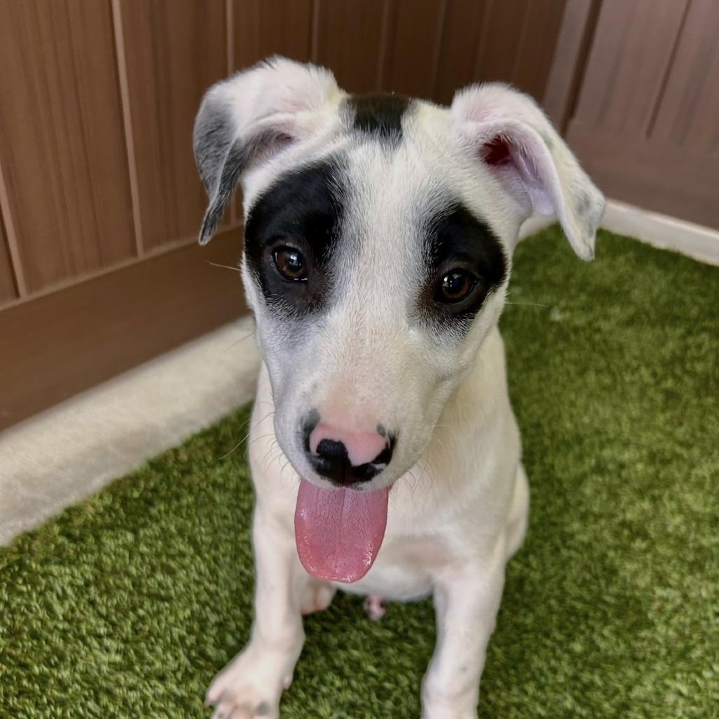 Django, a Adoptable Mixed Breed in Bradenton, FL image 2/4