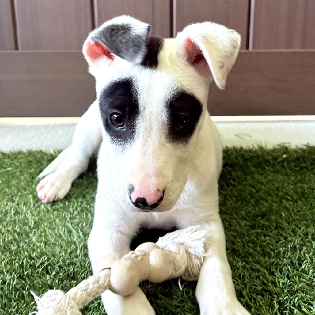 Django, a Adoptable Mixed Breed in Bradenton, FL image 3/4