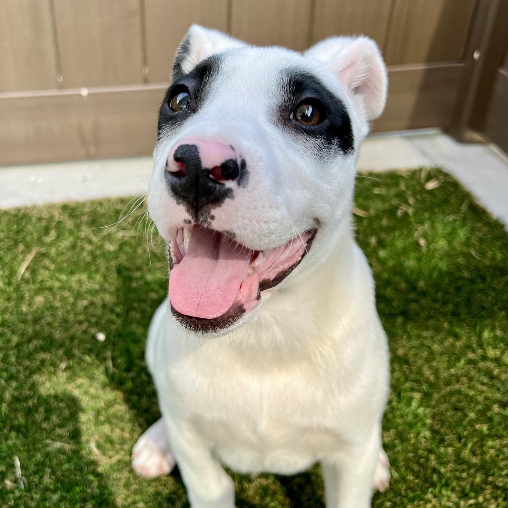 Django, a Adoptable Mixed Breed in Bradenton, FL image 4/4