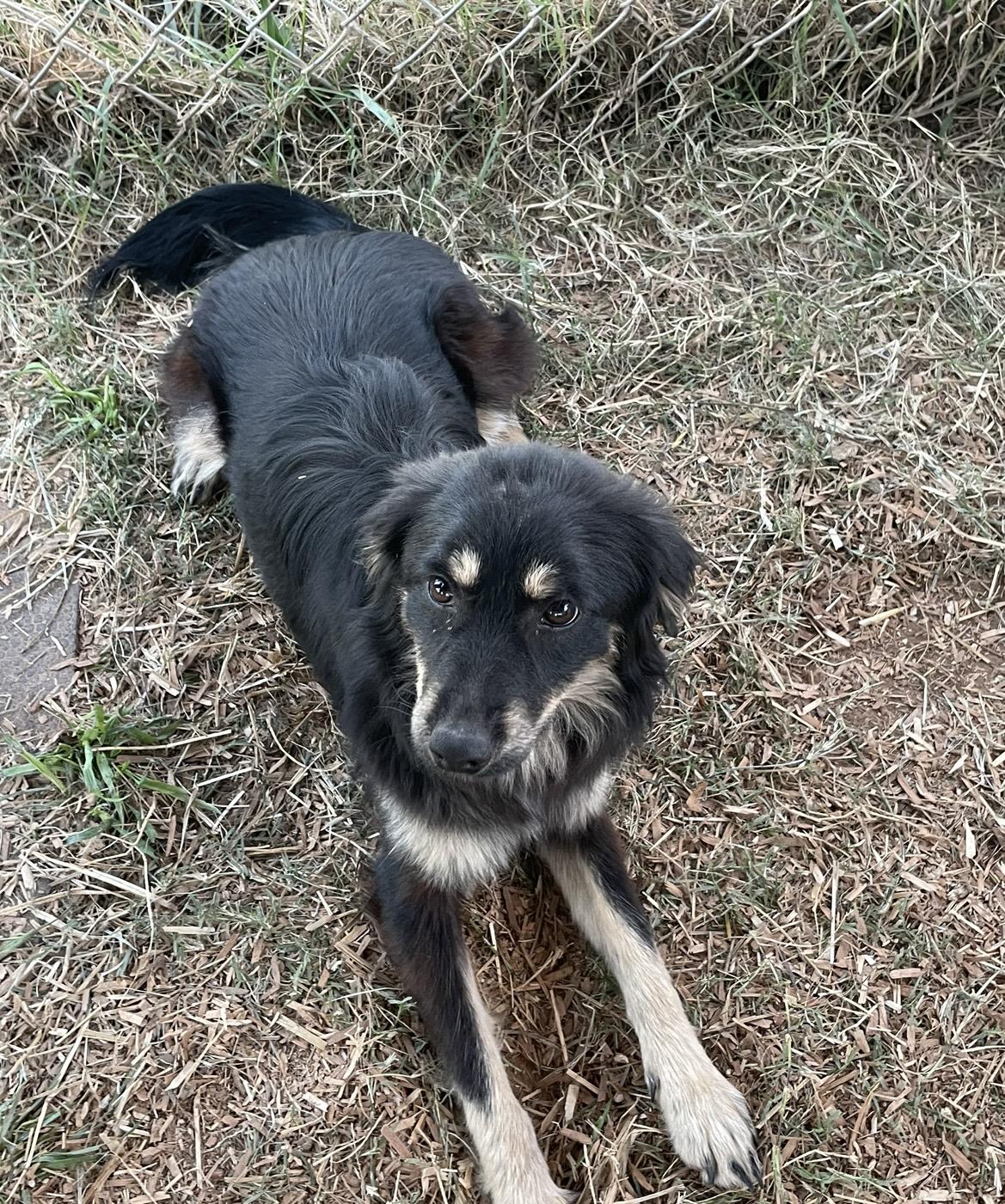 Enlarge Holly, a Adoptable mixed breed in Ellenboro, NC image 1/1