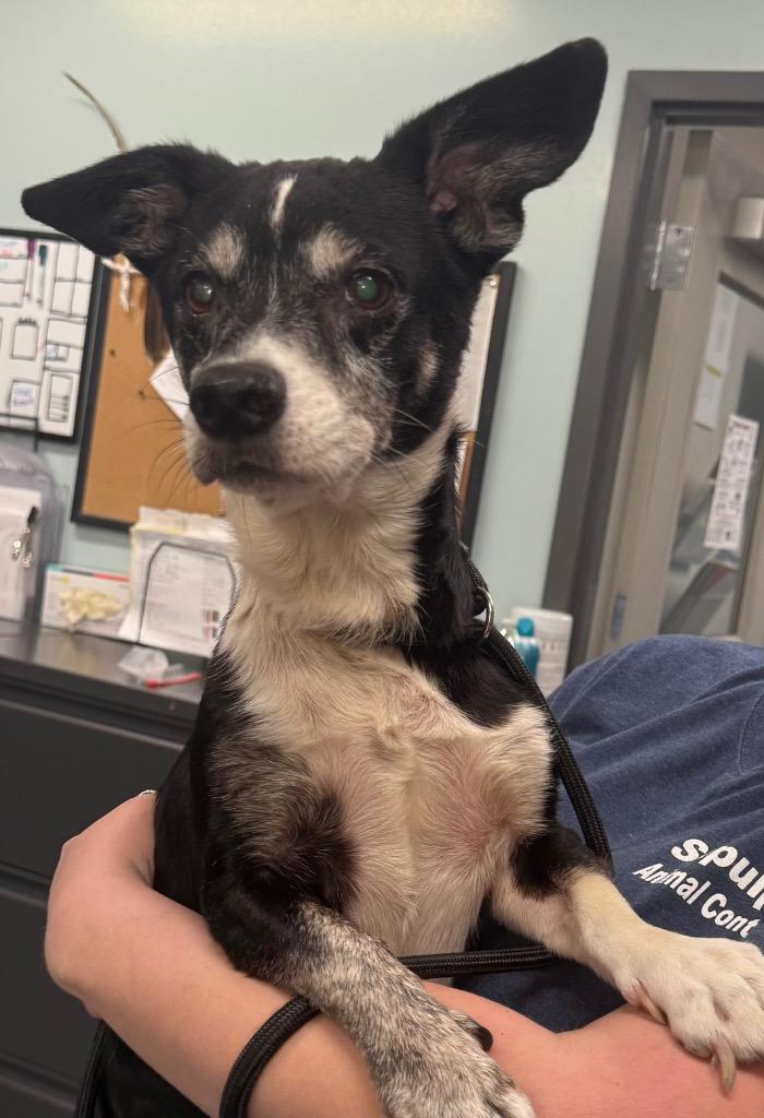 Dipstick thumbnail 2