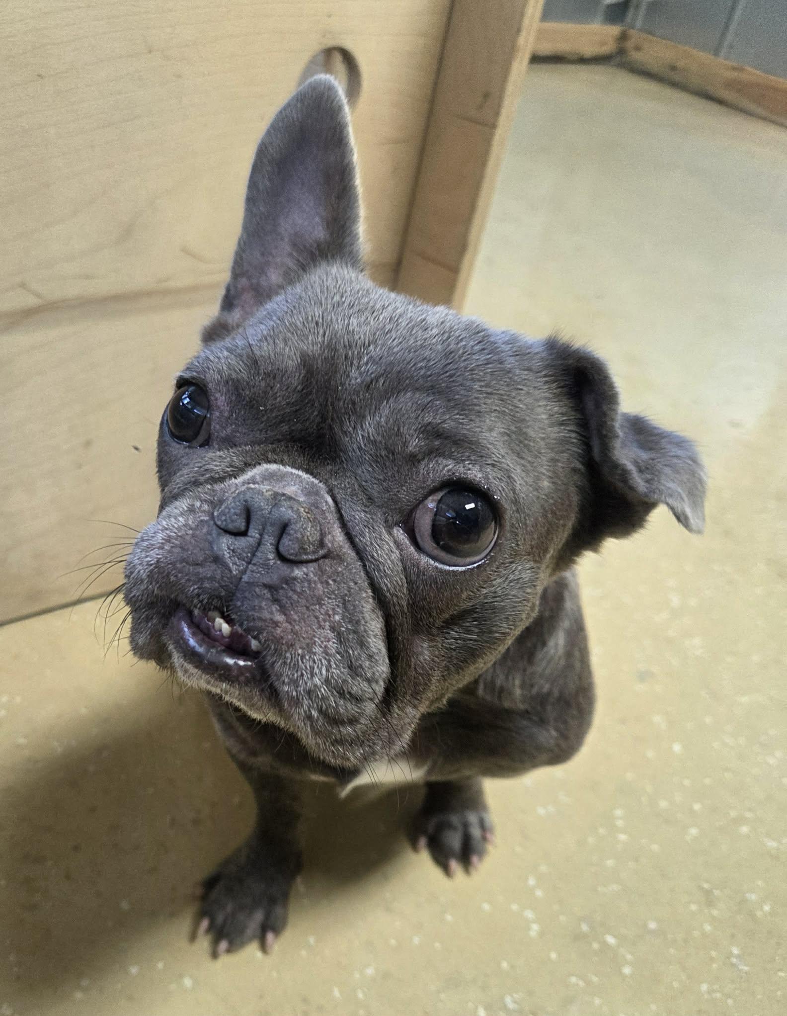 Enlarge Captain Crunch, a Adoptable French Bulldog in Southern Pines, NC image 2/3