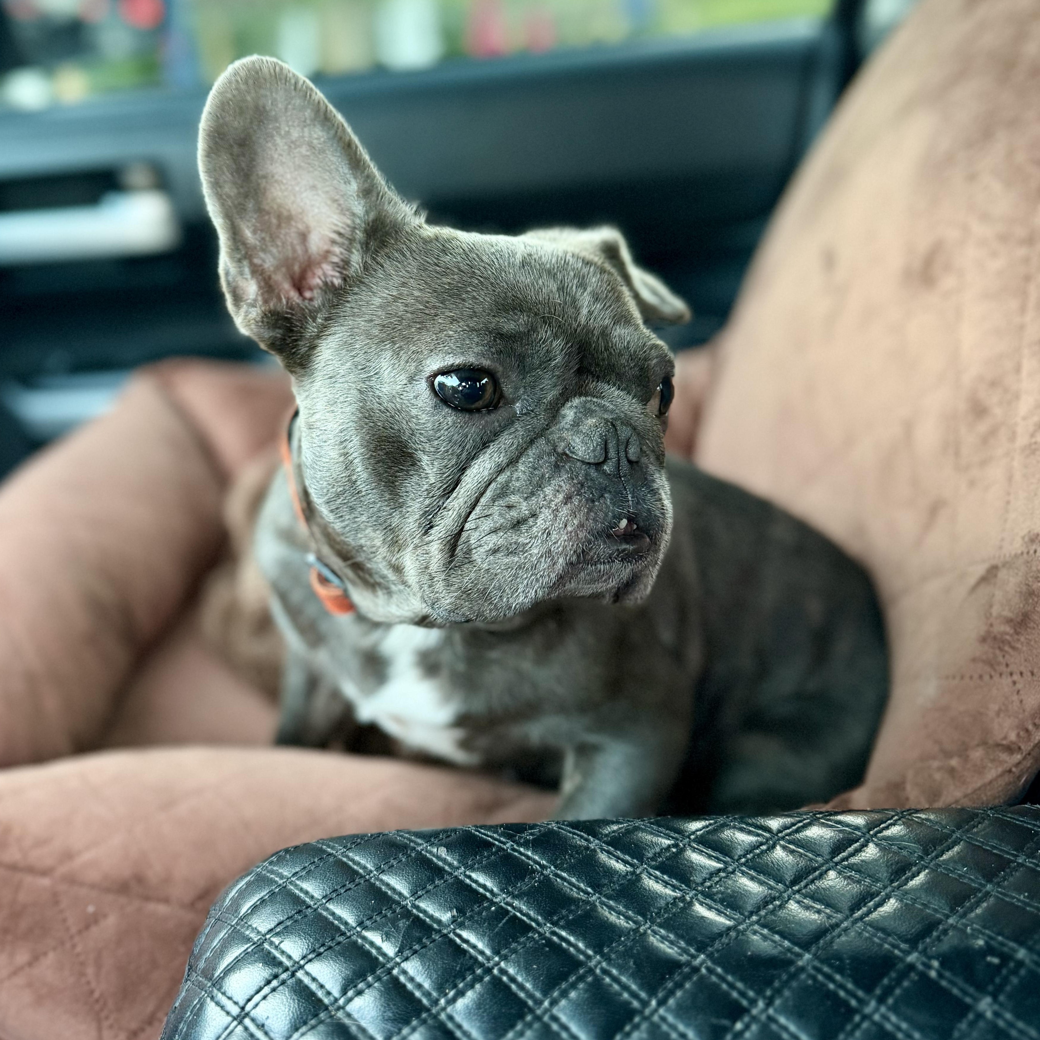 Enlarge Captain Crunch, a Adoptable French Bulldog in Southern Pines, NC image 1/3