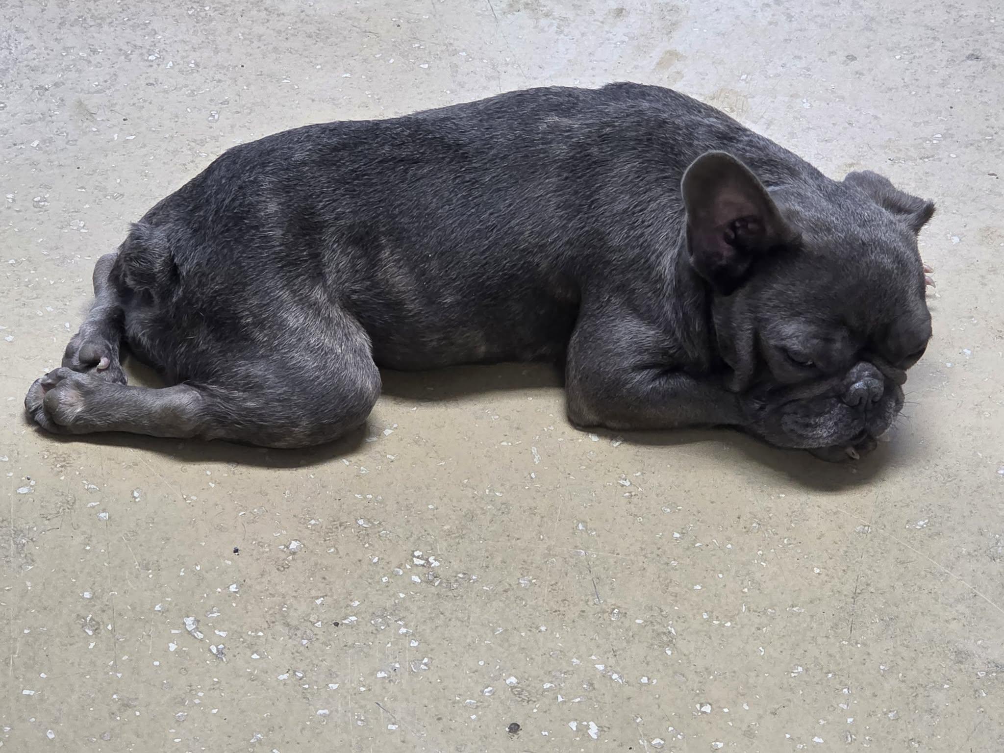 Enlarge Captain Crunch, a Adoptable French Bulldog in Southern Pines, NC image 3/3