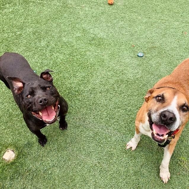 Polly Anna the Princess of lap snuggles and giggles — thumbnail 5