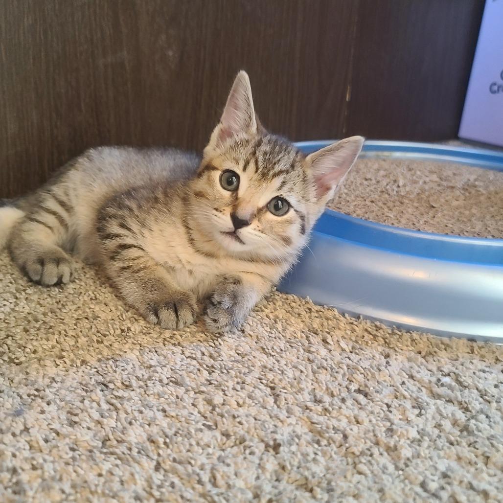 Cardi, a Adoptable Domestic Short Hair in Washougal, WA image 1/3