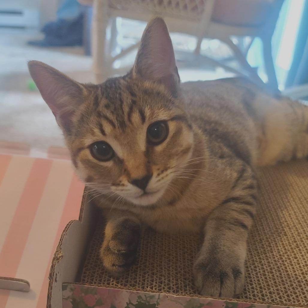 Cardi, a Adoptable Domestic Short Hair in Washougal, WA image 3/3