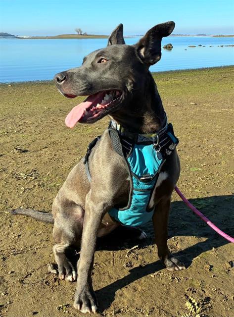 ELECTRA, Adoptable, Young Female Pit Bull Terrier & Mixed Breed.