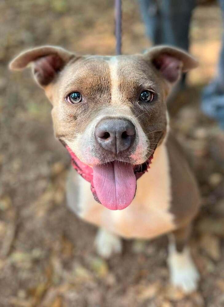 Ramona the Brave, Adoptable, Adult Female Mixed Breed.