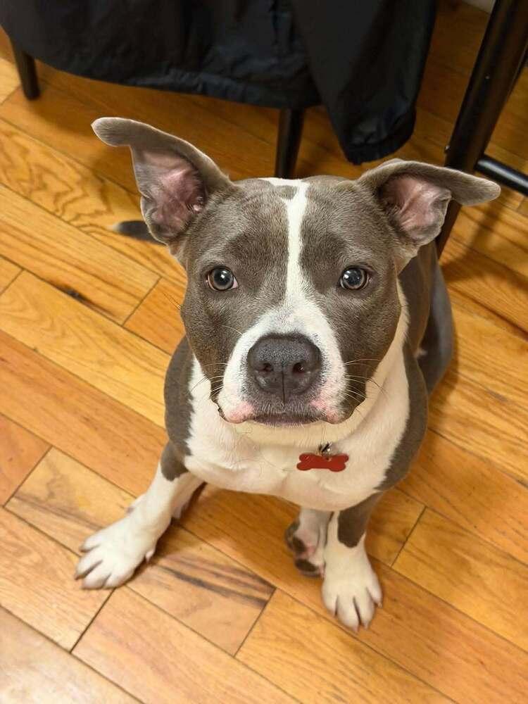 Enlarge Ramona the Brave, a Adoptable Mixed Breed in Wayne, NJ image 2/2