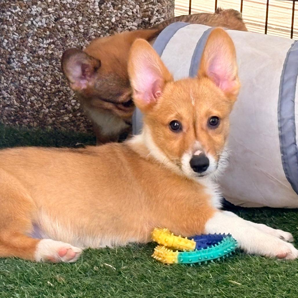 Enlarge Kupita, a Adoptable Corgi in Ada, MN image 1/3