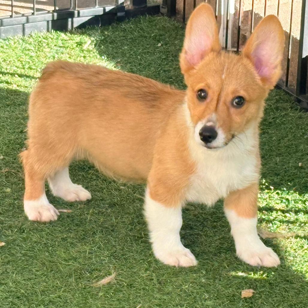 Enlarge Kupita, a Adoptable Corgi in Ada, MN image 2/3