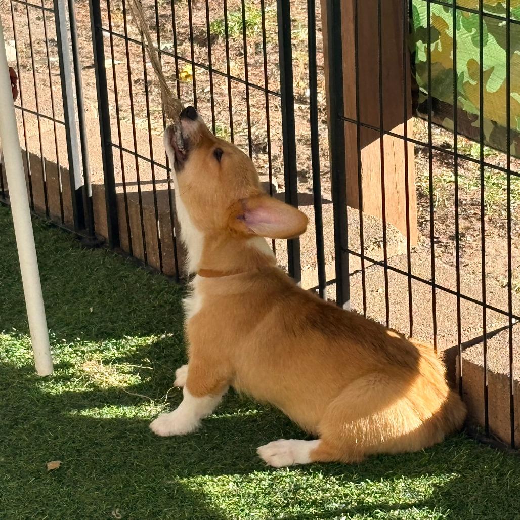 Enlarge Kupita, a Adoptable Corgi in Ada, MN image 3/3