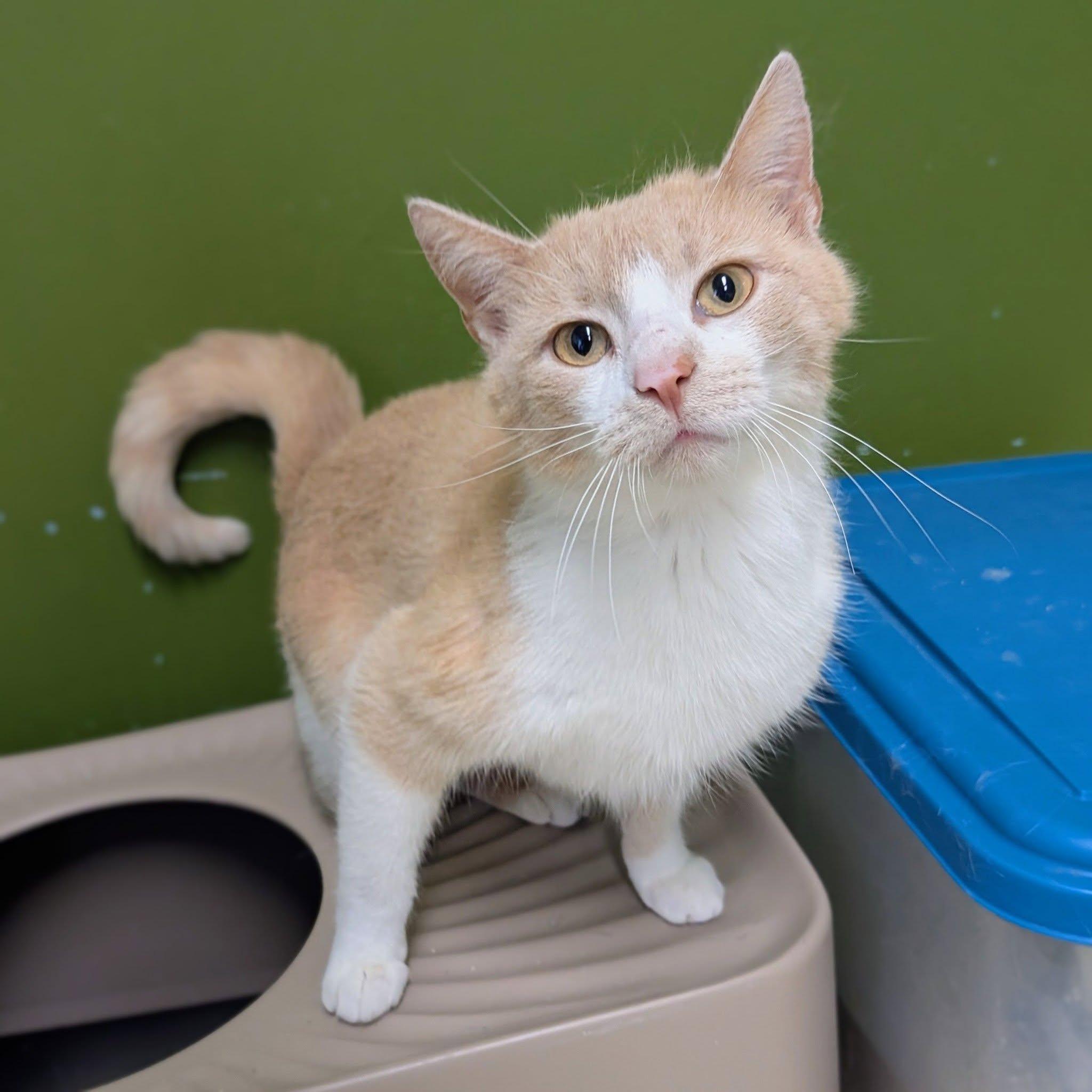 Verbena, ADOPTABLE, Adult Female Domestic Short Hair.