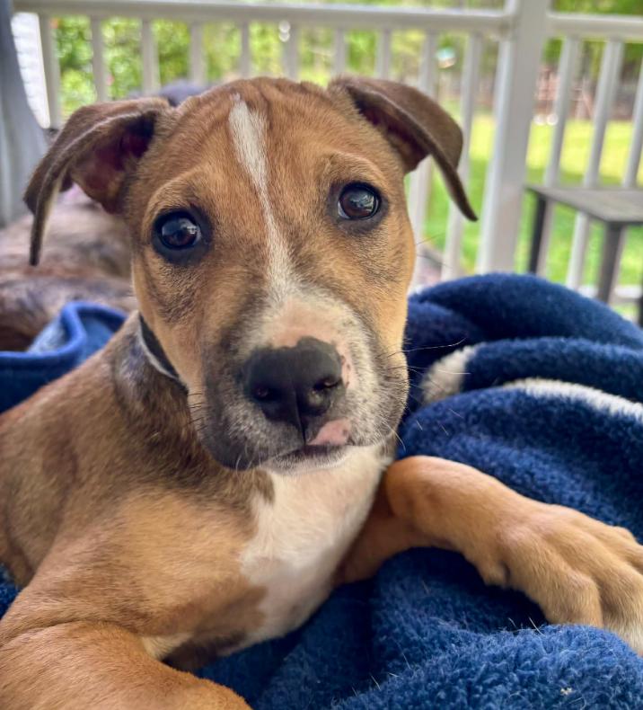 Enlarge Otis, an adopted mixed breed in Eutawville, SC image 3/6