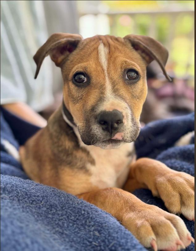 Enlarge Otis, an adopted mixed breed in Eutawville, SC image 1/6