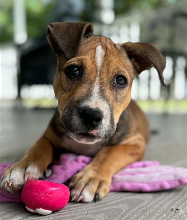 Enlarge Otis, an adopted mixed breed in Eutawville, SC image 2/6