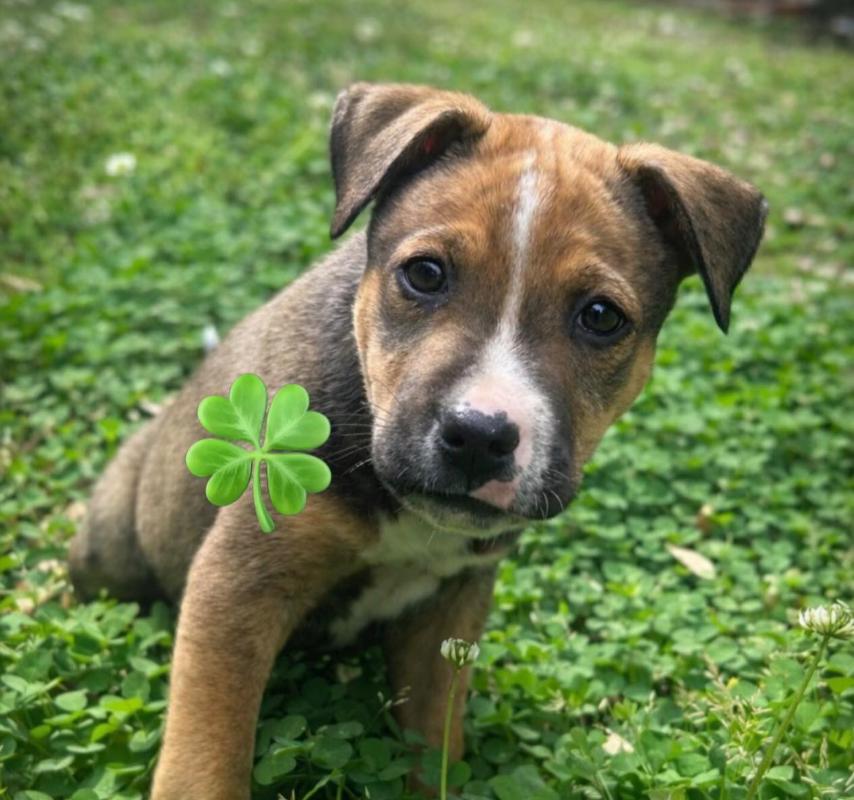 Enlarge Otis, an adopted mixed breed in Eutawville, SC image 5/6