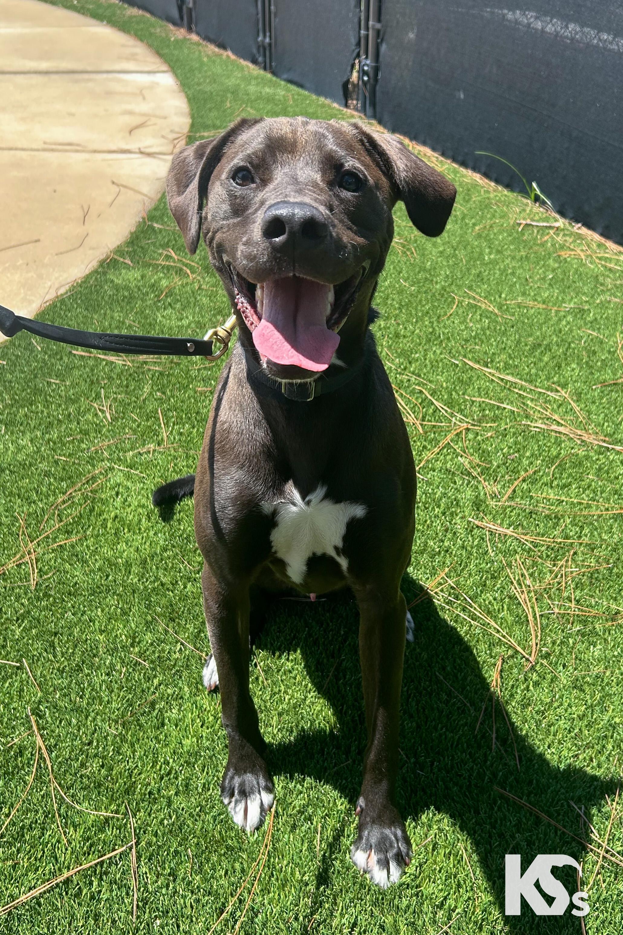 Enlarge Otter, a Adoptable mixed breed in Ponte Vedra, FL image 6/6