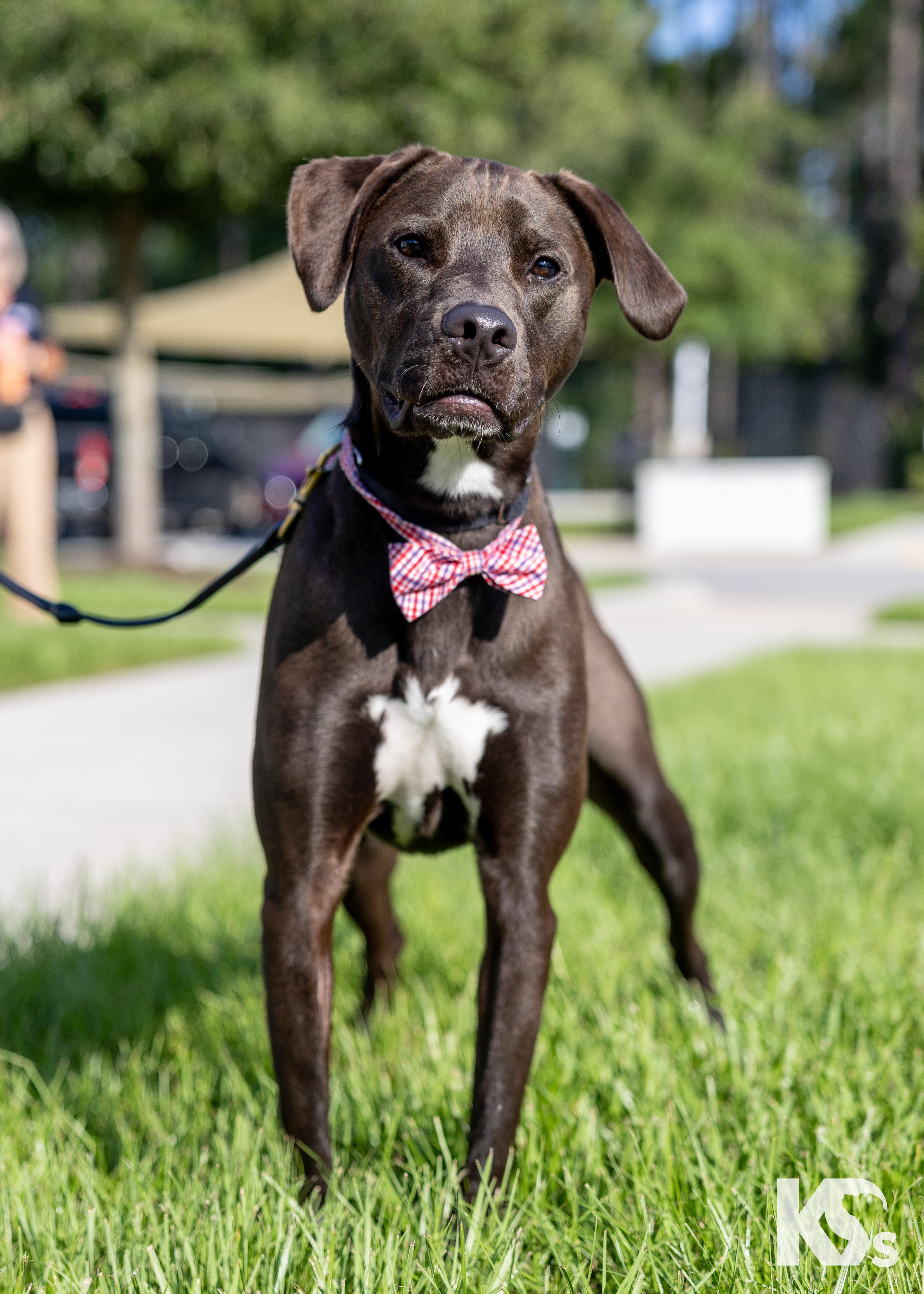 Otter, a ADOPTABLE mixed breed in Ponte Vedra, FL image 2/2
