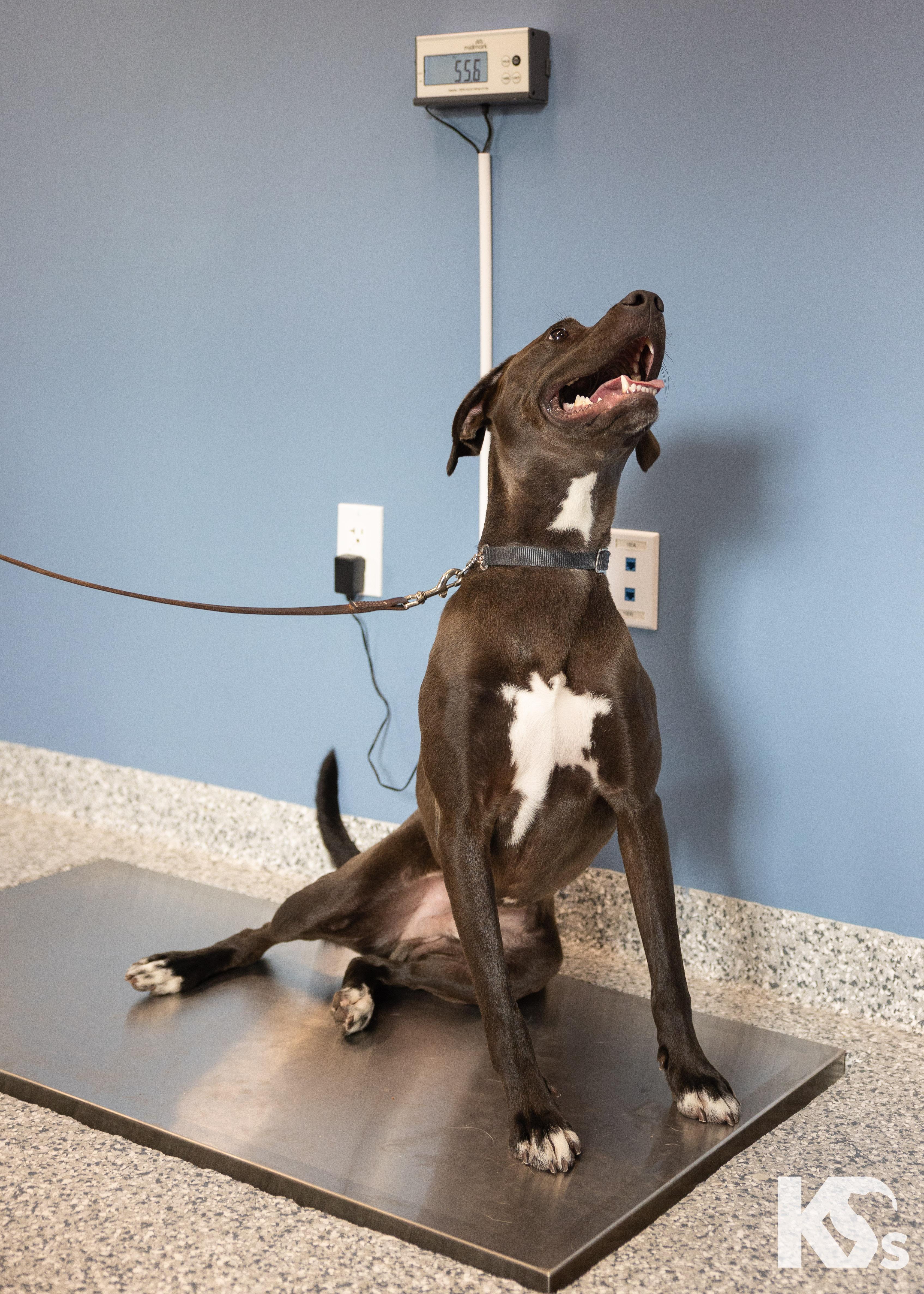 Enlarge Otter, a Adoptable mixed breed in Ponte Vedra, FL image 4/6