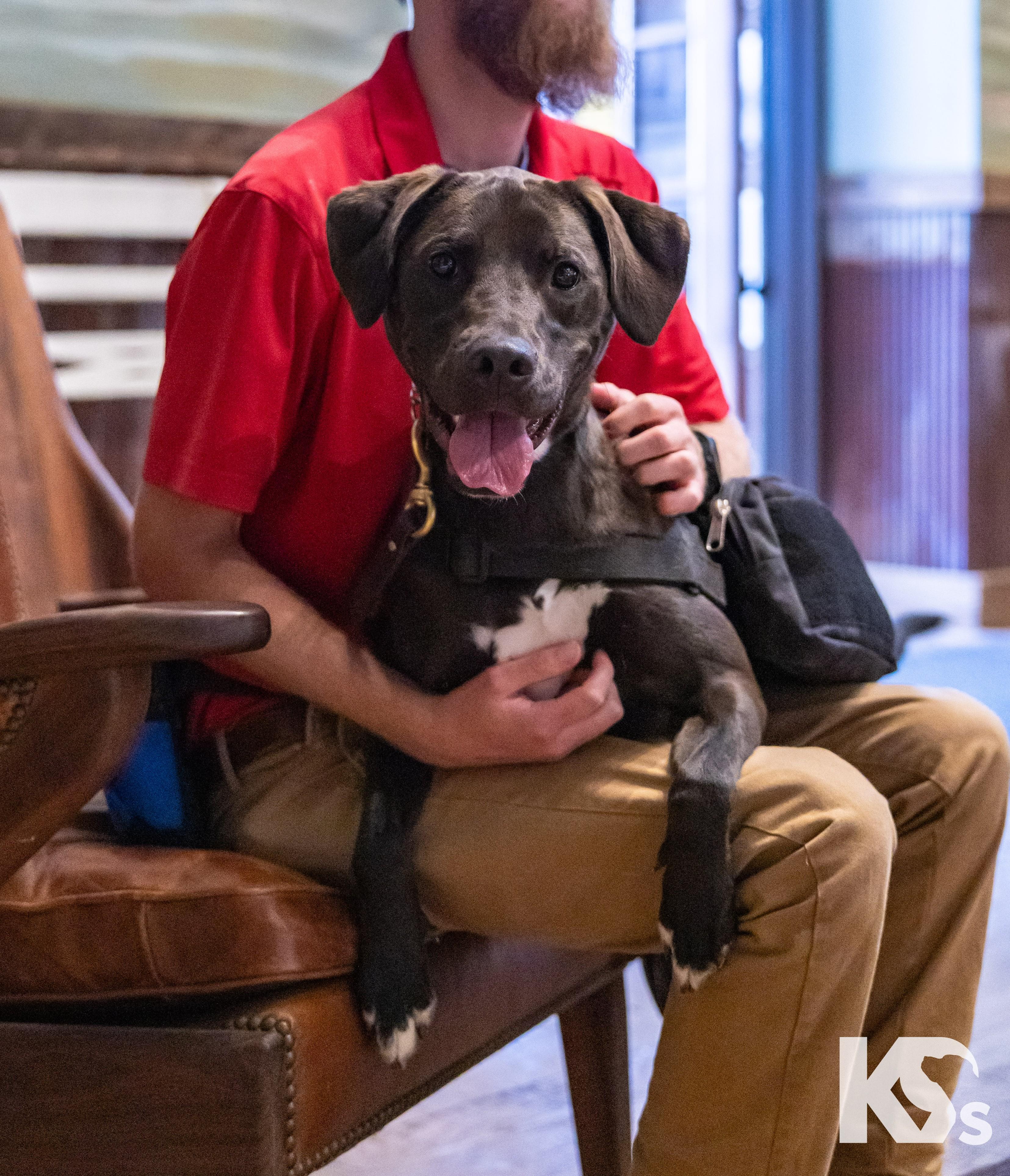 Enlarge Otter, a Adoptable mixed breed in Ponte Vedra, FL image 3/6