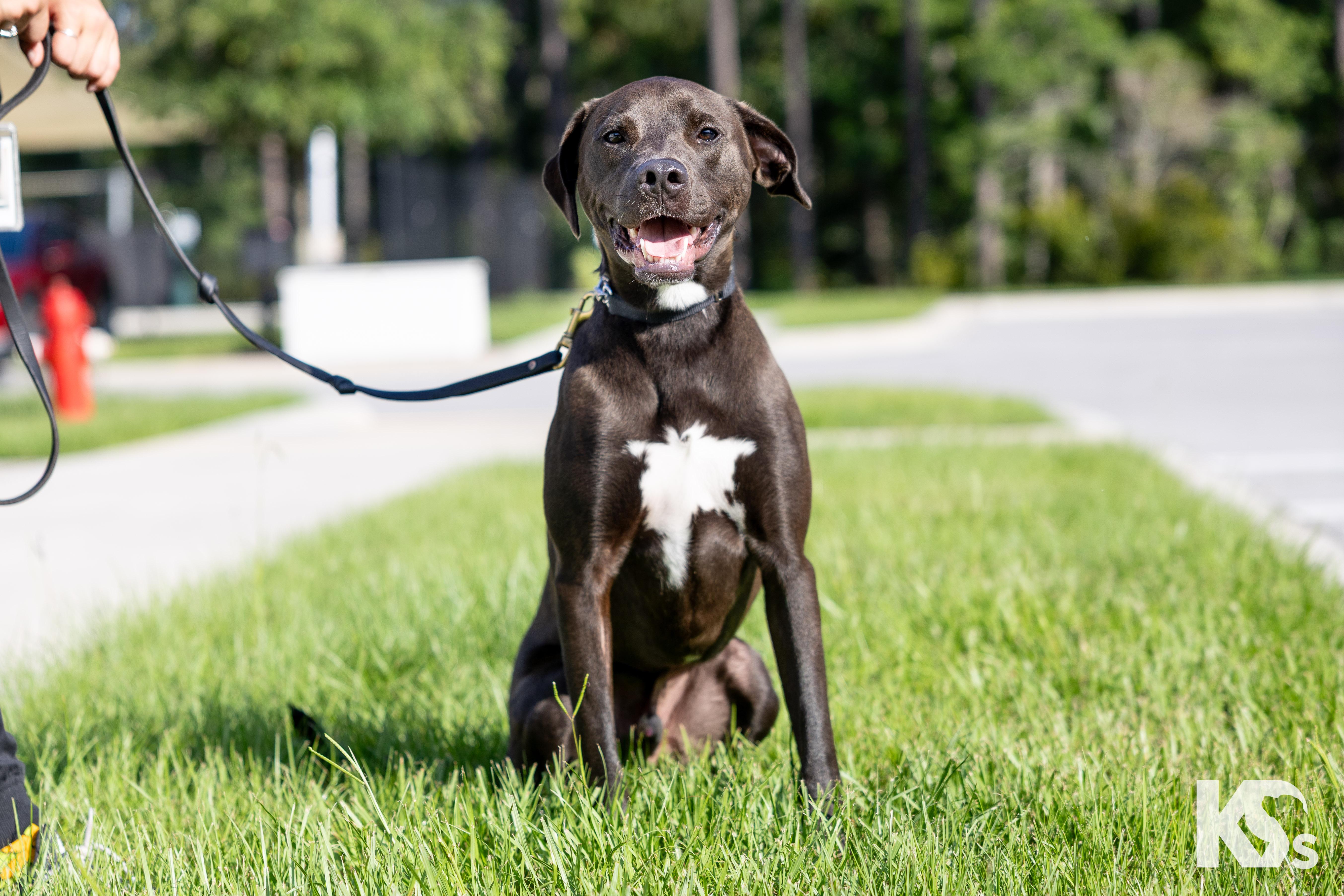 Otter, a ADOPTABLE mixed breed in Ponte Vedra, FL image 1/2