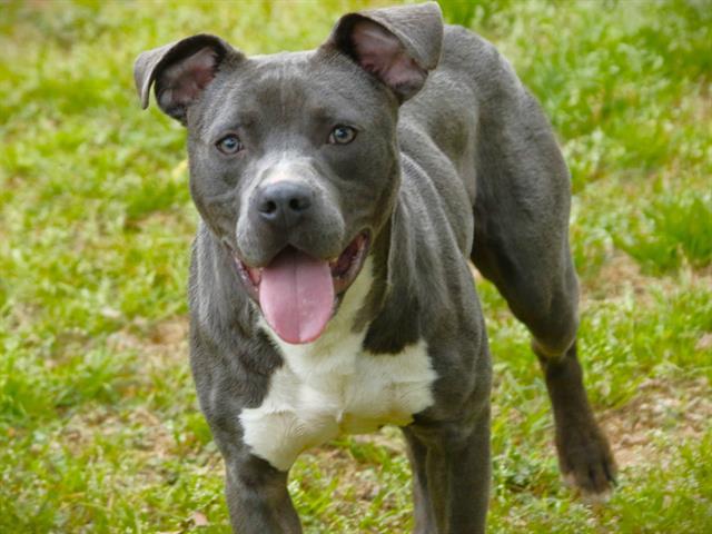 ROSCOE, Adoptable, Young Male American Staffordshire Terrier & Mixed Breed.
