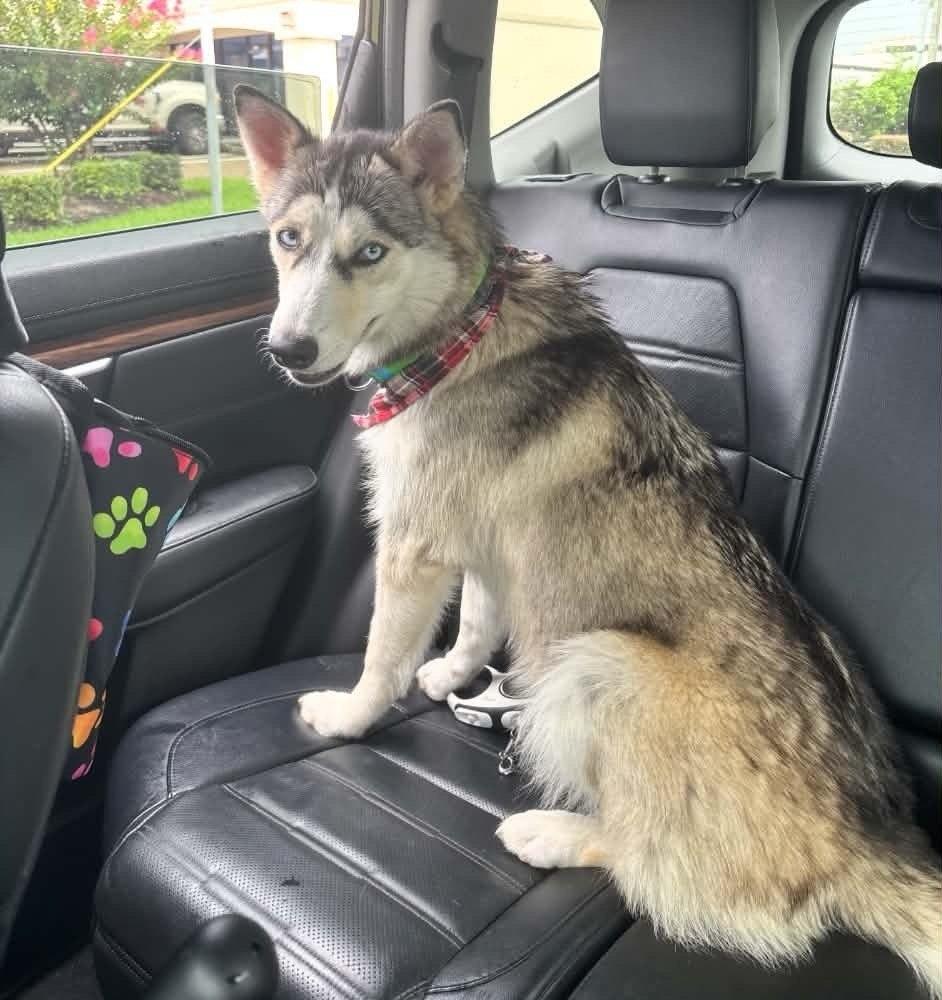 Shiloh, Adoptable, Young Female Siberian Husky.