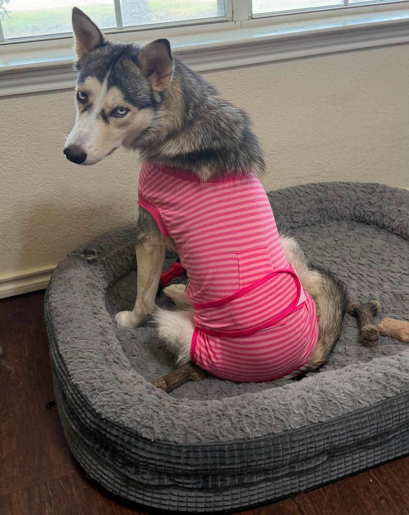Shiloh, a Adoptable Siberian Husky in Carrollton, TX image 2/3