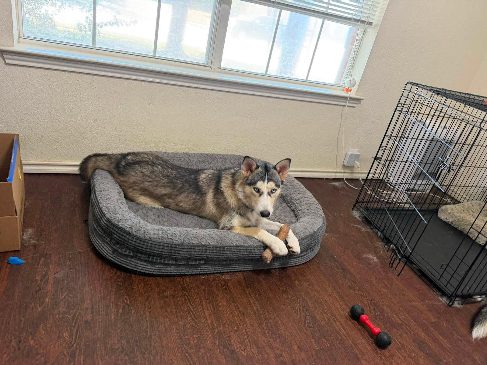 Shiloh, a Adoptable Siberian Husky in Carrollton, TX image 3/3