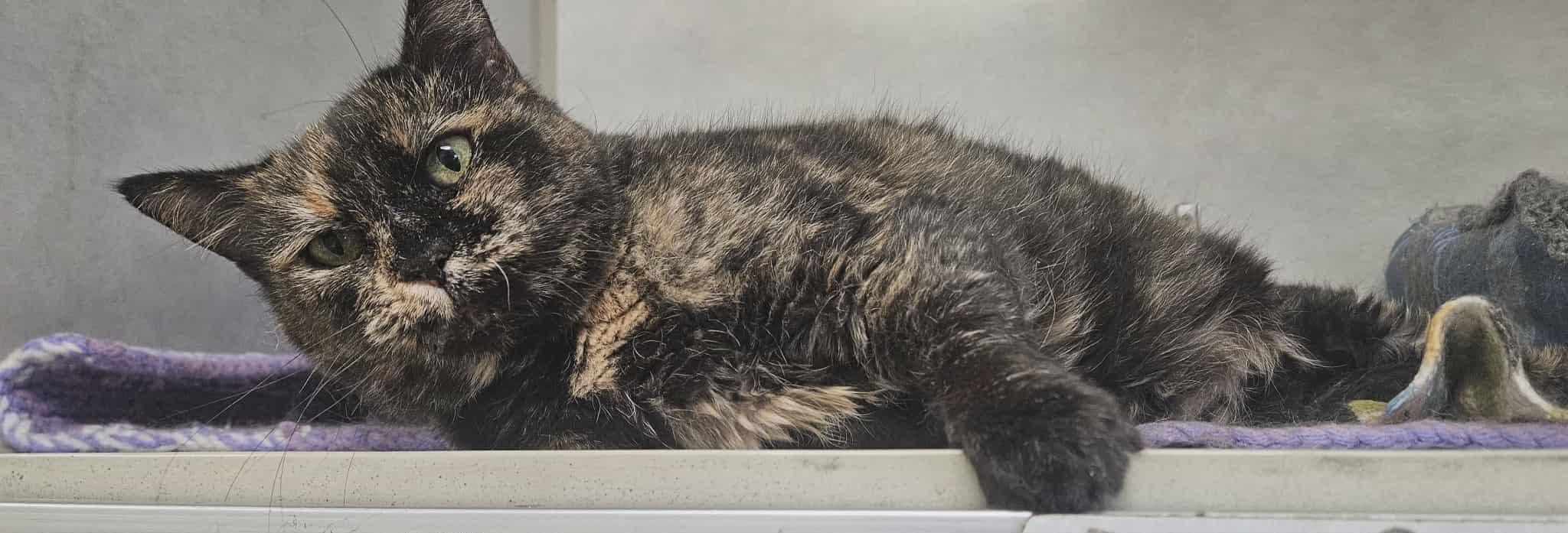 Marble, a Adoptable Domestic Short Hair in Wapakoneta, OH image 3/5