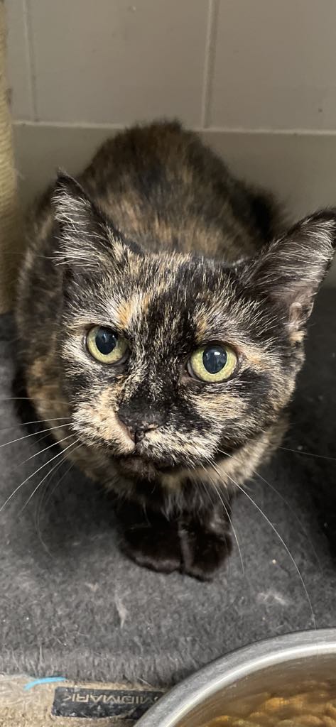 Marble, a Adoptable Domestic Short Hair in Wapakoneta, OH image 5/5