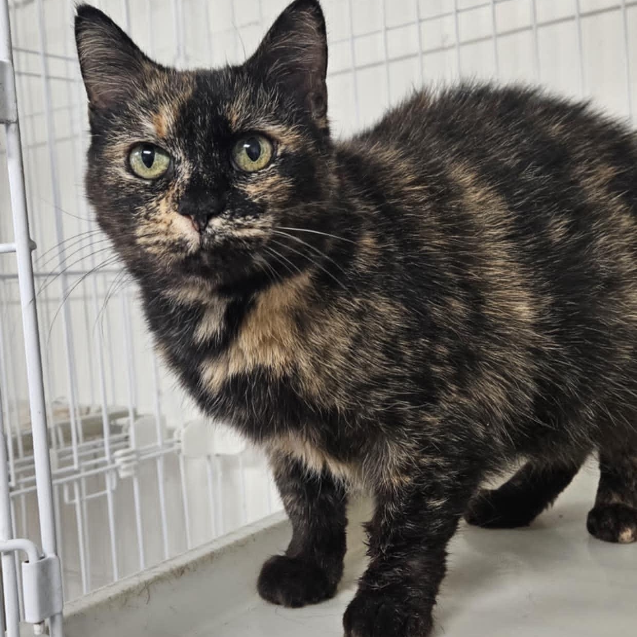 Marble, a Adoptable Domestic Short Hair in Wapakoneta, OH image 2/5